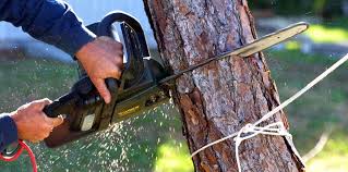 Best Tree Cabling and Bracing  in South Kensington, MD