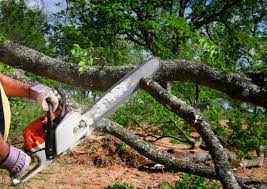 Best Tree Preservation Services  in South Kensington, MD