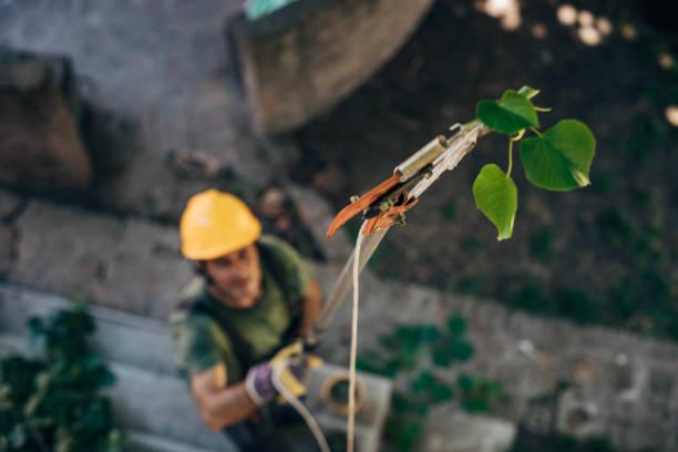 Best Tree Trimming and Pruning  in South Kensington, MD