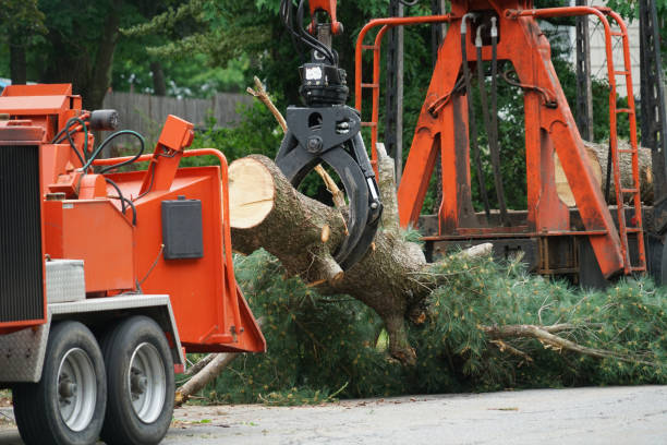 Best Lot and Land Clearing  in South Kensington, MD