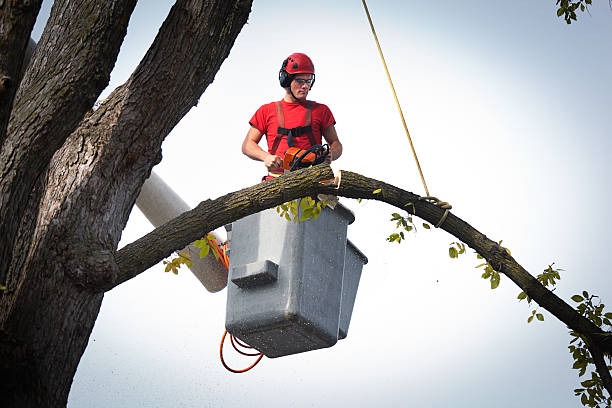 Best Stump Grinding and Removal  in South Kensington, MD