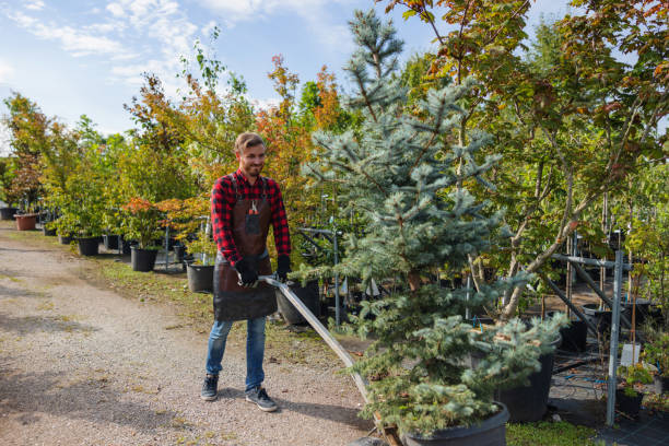 Best Fruit Tree Pruning  in South Kensington, MD