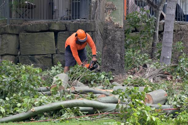 Best Tree Removal  in South Kensington, MD